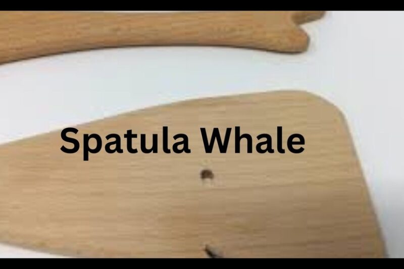 Spatula Whale: A Guide to this Unique Marine Creature