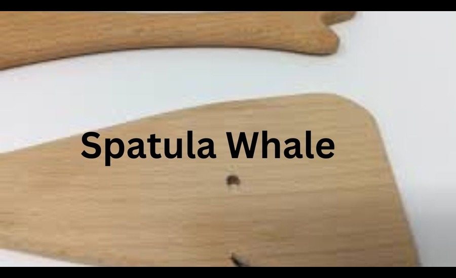 spatula-whale