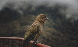 Hancock Birds-Explore the Mysterious Nature of Birds