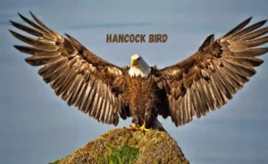 Hancock Birds-Explore the Mysterious Nature of Birds