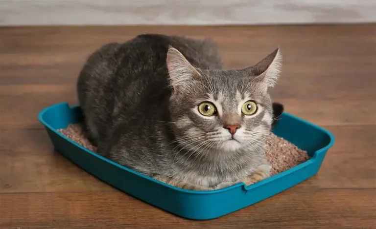 Why We Use Cat Litter Boxes To Keep Cats and Their Owners Clean and Comfortable