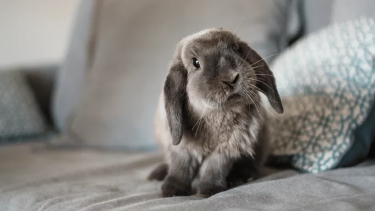 Cheap Rabbit Supplies Online: Affordable Essentials for Your Bunny