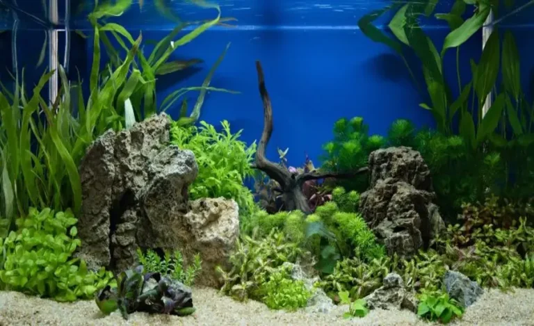 Aquarium Plant Wholesale and DHgate China Wholesale Your Go-To Guide