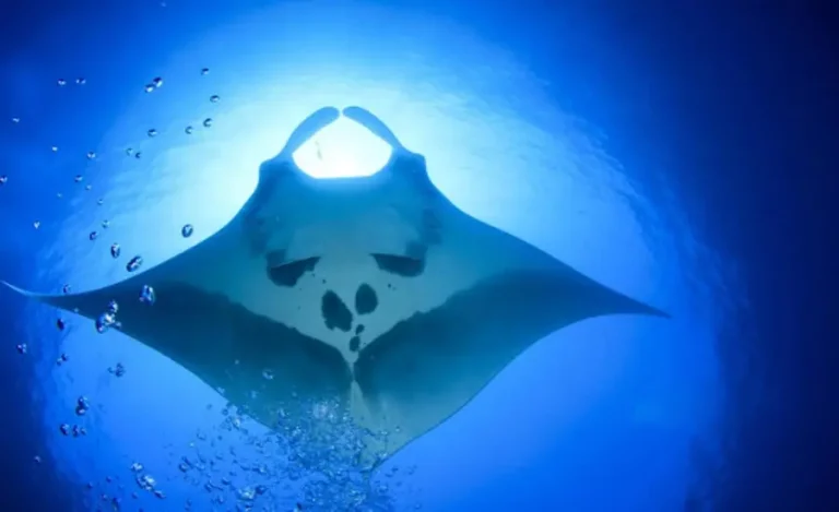 Far North Atolls Liveaboards The Ultimate Guide to Exploring Remote Diving Paradises